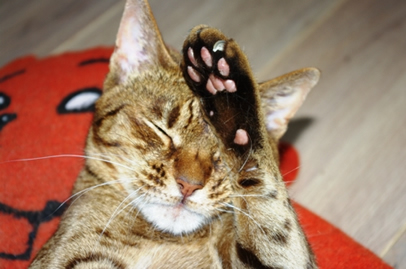 Shy cat